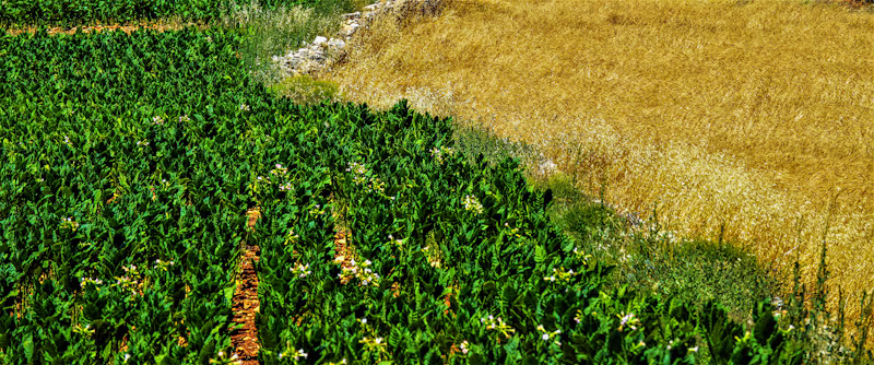 Barao das Rosas do Deserto